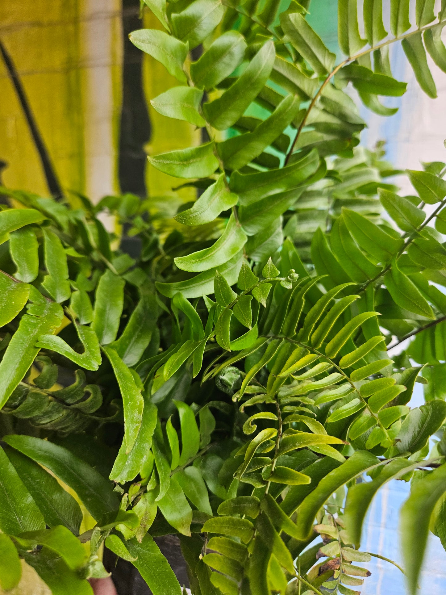 8" Macho Fern Nephrolepis biserrata