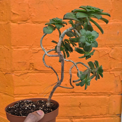 5" Aeonium haworthii