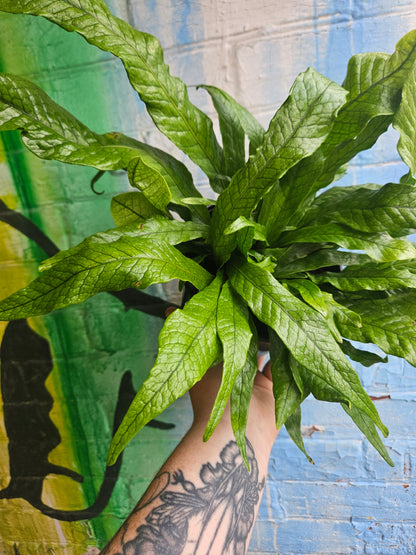 6" Crocodile Fern