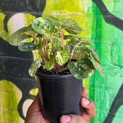 3.5" Peperomia Ripple Variegated