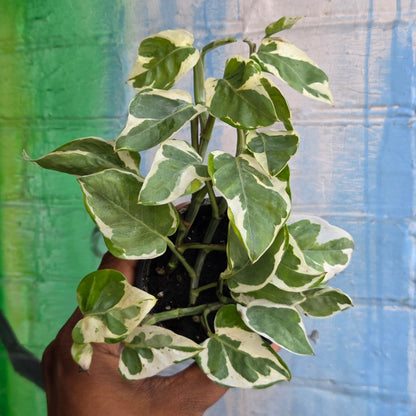 3.5" Pothos Pearls And Jade