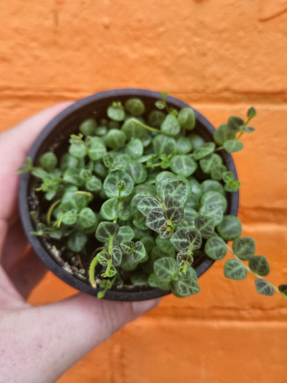 3.5" String Of Turtles | Peperomia Prostrata