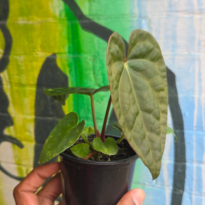4” Anthurium Luxurians Dark Form