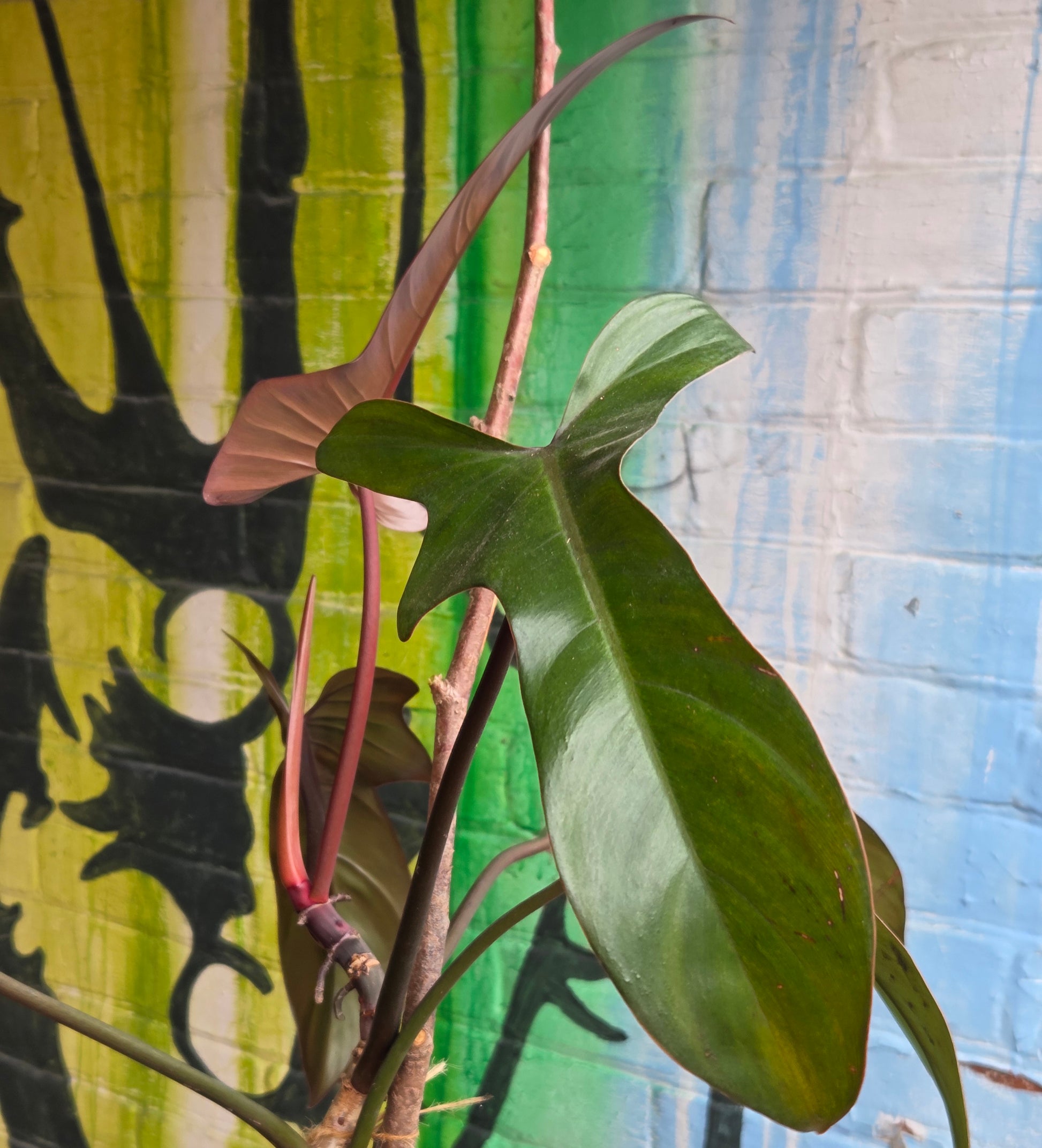 philodendron tuxtlanum green 4" Philodendron Florida Bronze – Plant Goals