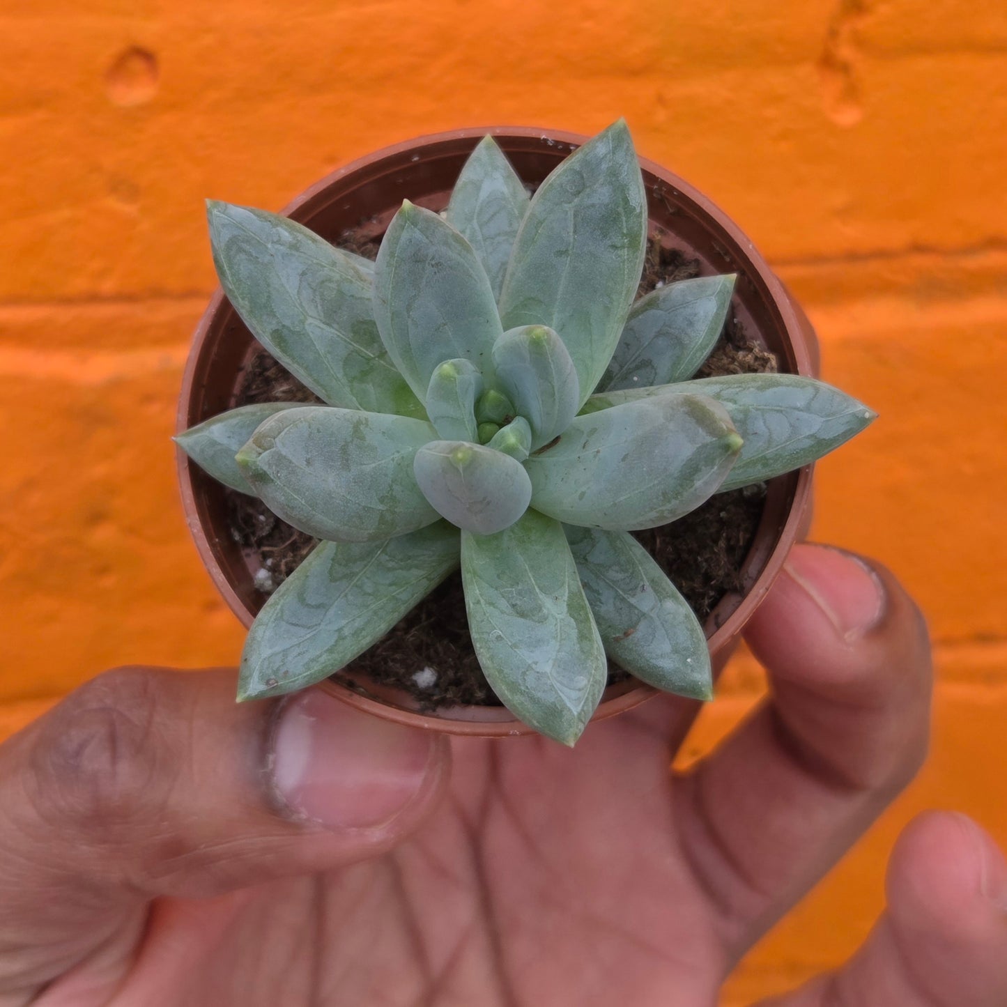 2.5” Pachyphytum moonsilver