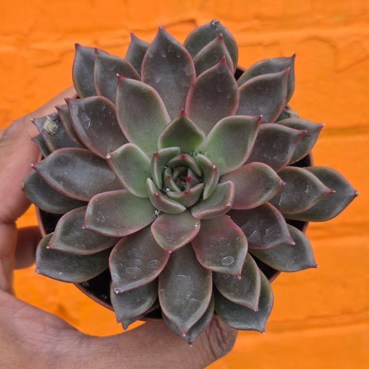 3.5” Echeveria Mensa