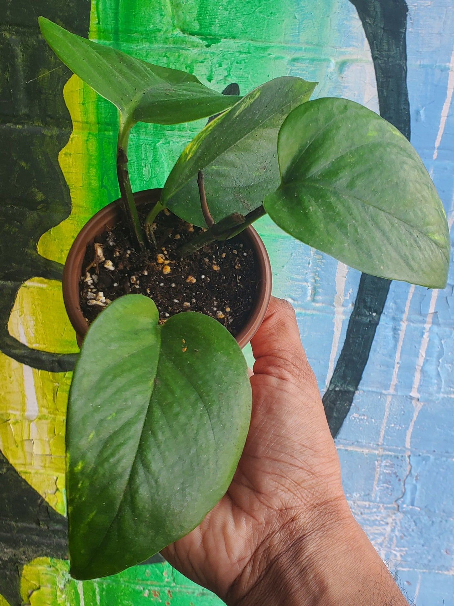 3.5" Pothos Golden