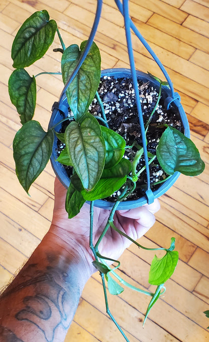 5" Monstera Siltepecana Hanging Basket