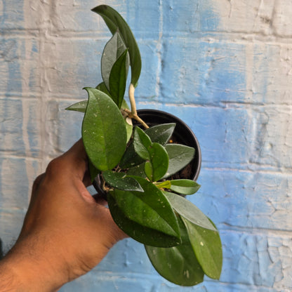 4" Hoya Carnosa