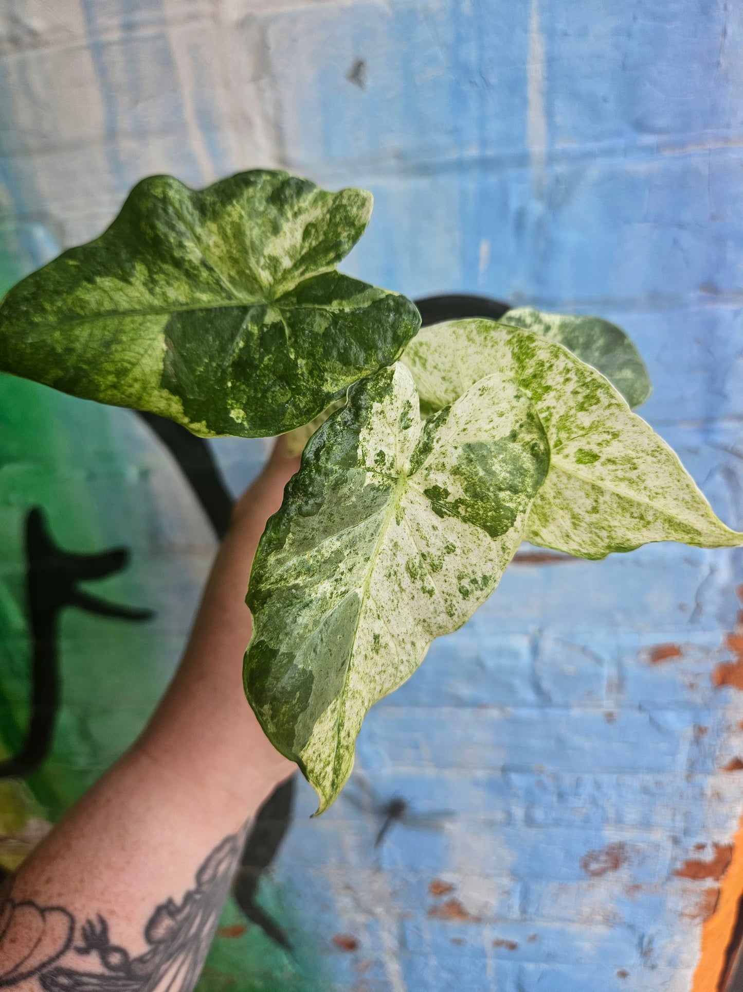 3.5” Alocasia Odora Albo Variegated