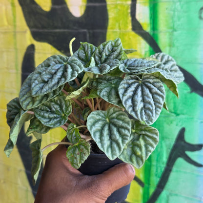3.5" Peperomia Silver Ripple