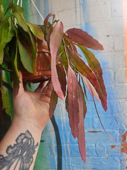 6" Pseudorhipsalis ramulosa