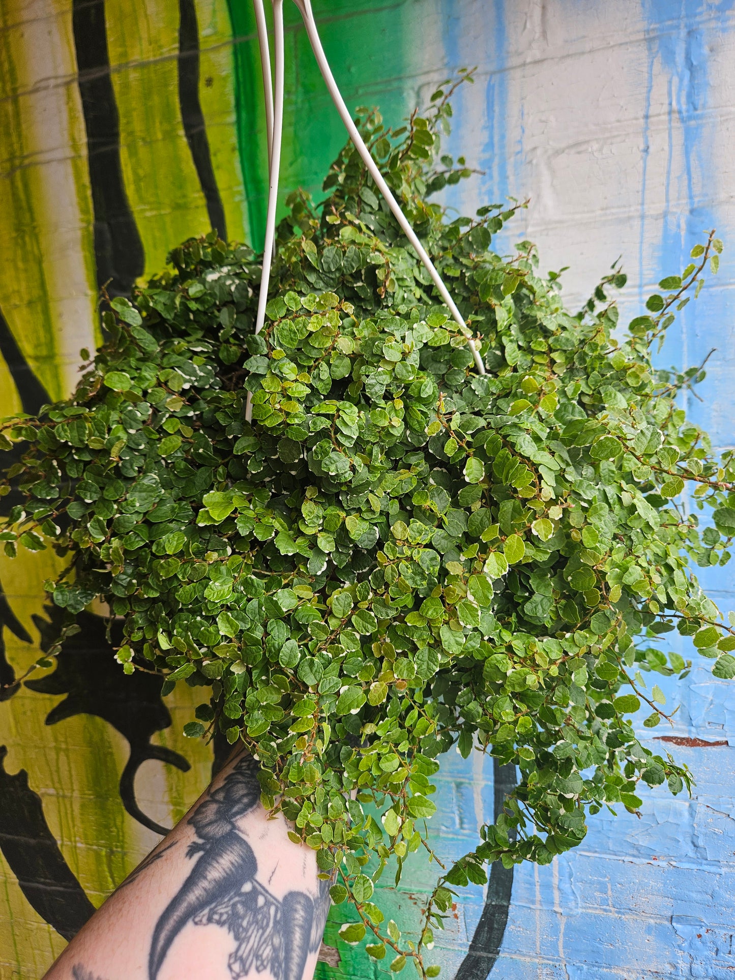 8" Ficus Repens Variegata Hanging Basket TAC