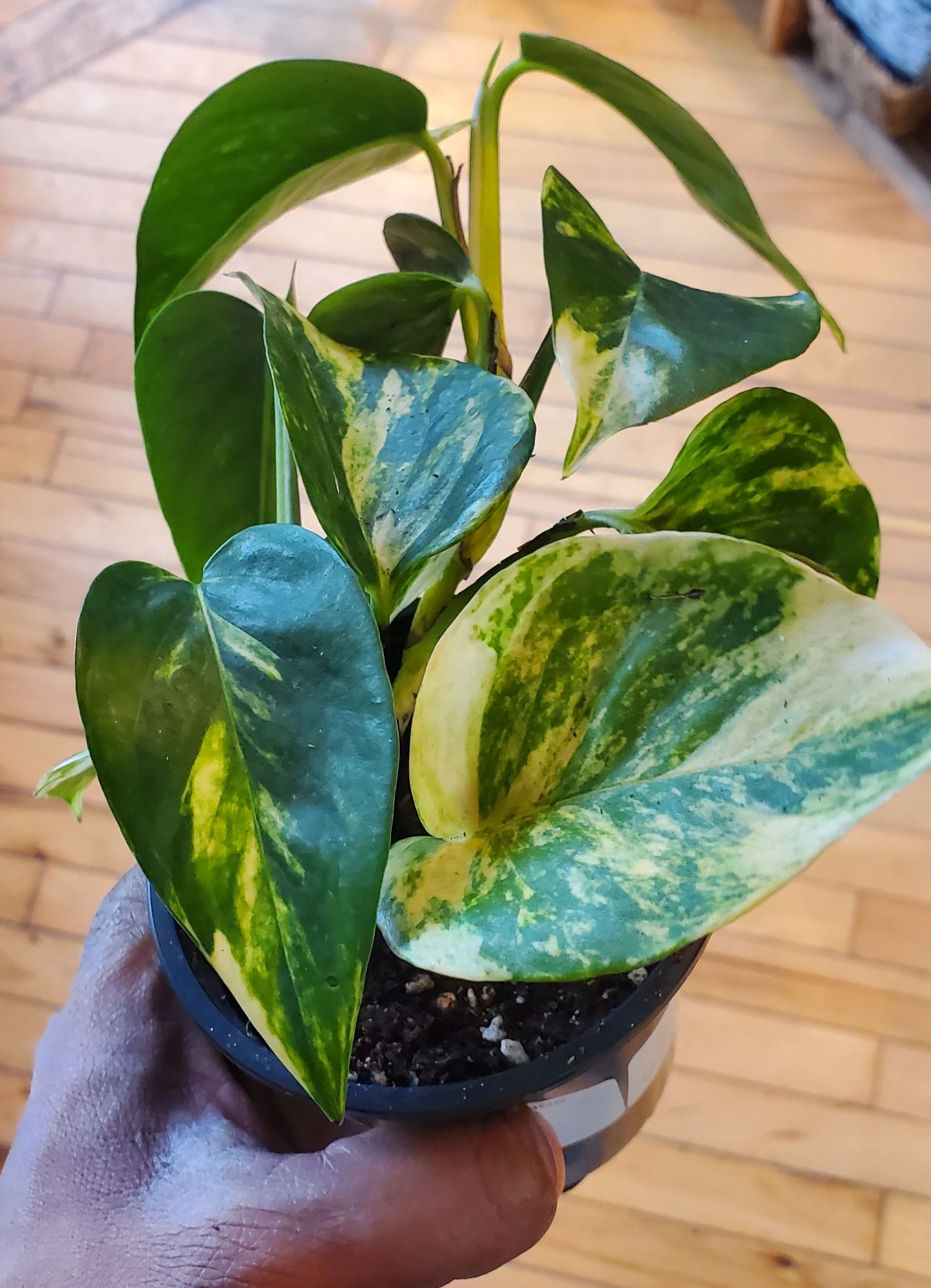 3.5" Hawaiian Pothos