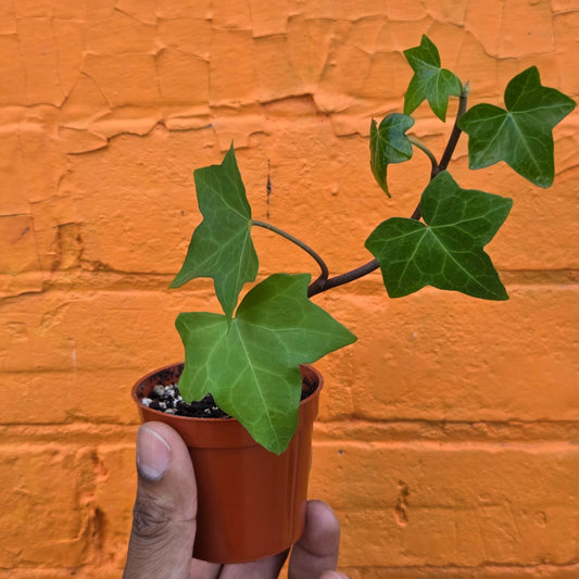 3” English Ivy Green