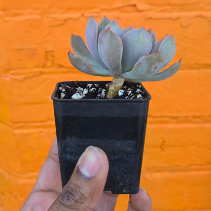 3” Echeveria Mensa