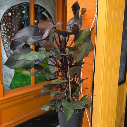 12” Philodendron New Red w/Trellis