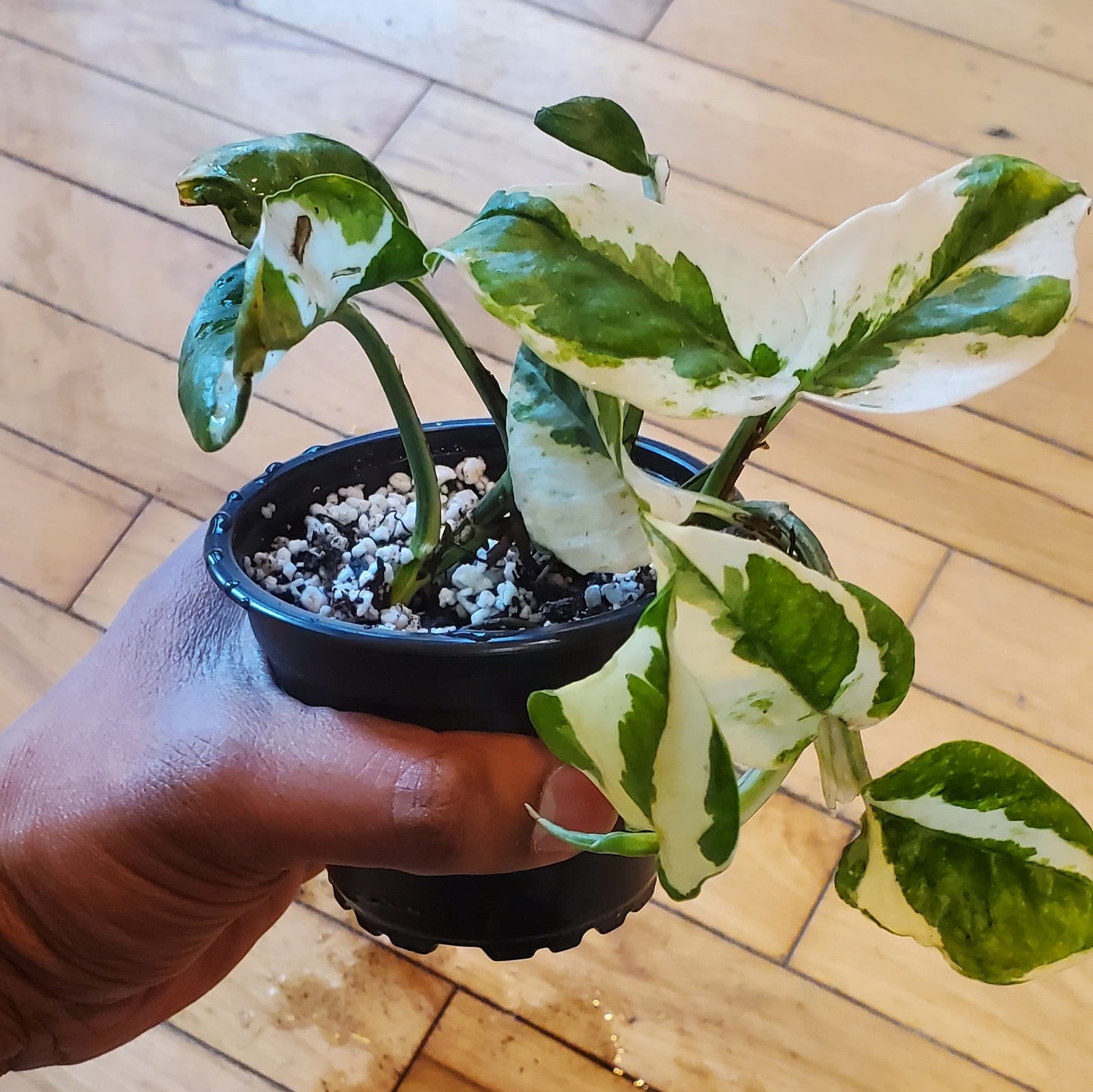 3.5" Pothos Pearls And Jade