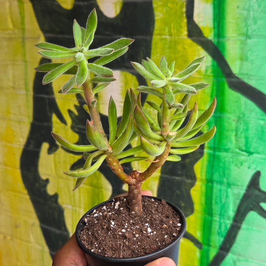 4" Echeveria Harmsii