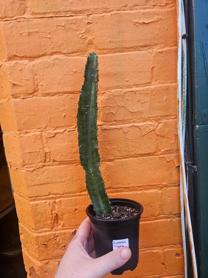 4” Euphorbia trigona Single Stalk