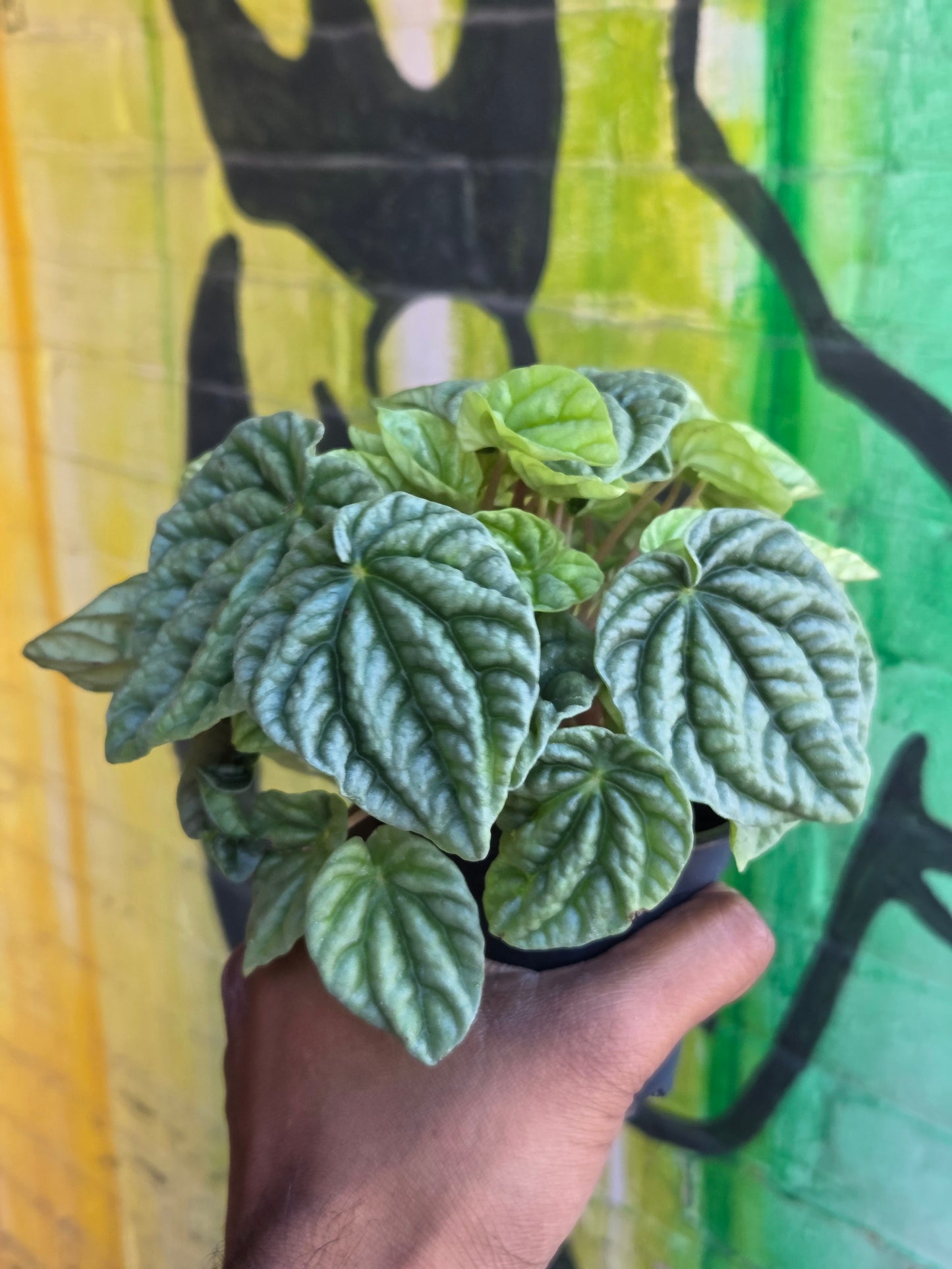 3.5" Peperomia Silver Ripple