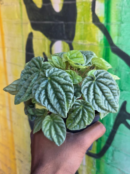 3.5" Peperomia Silver Ripple
