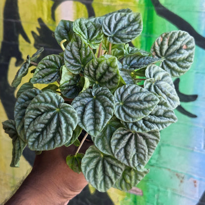 3.5" Peperomia Silver Ripple