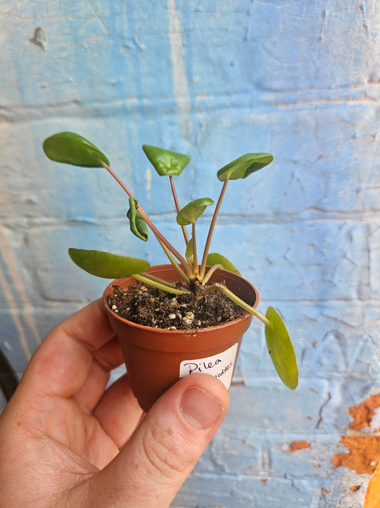 2.5" Pilea Peperomioides | Friendship Plant