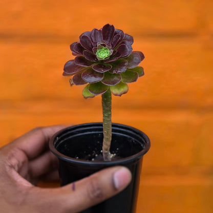 3.5” Aeonium Tabuliforme