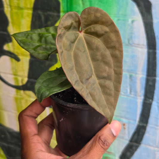 4” Anthurium Luxurians Dark Form