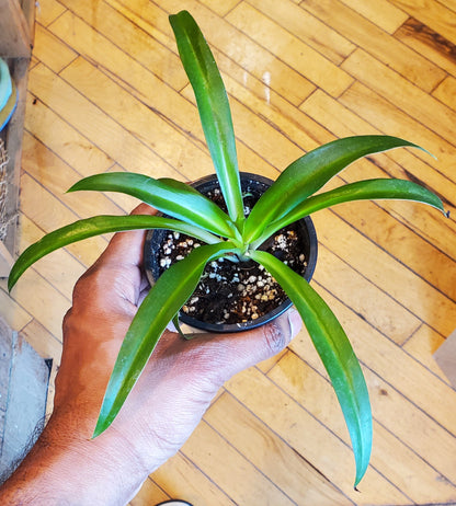 3.5" Spider Plant Green