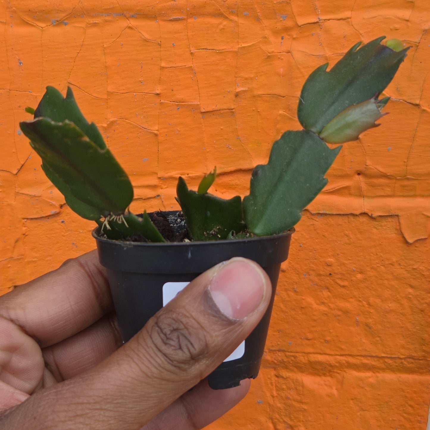 2.5" Christmas Cactus