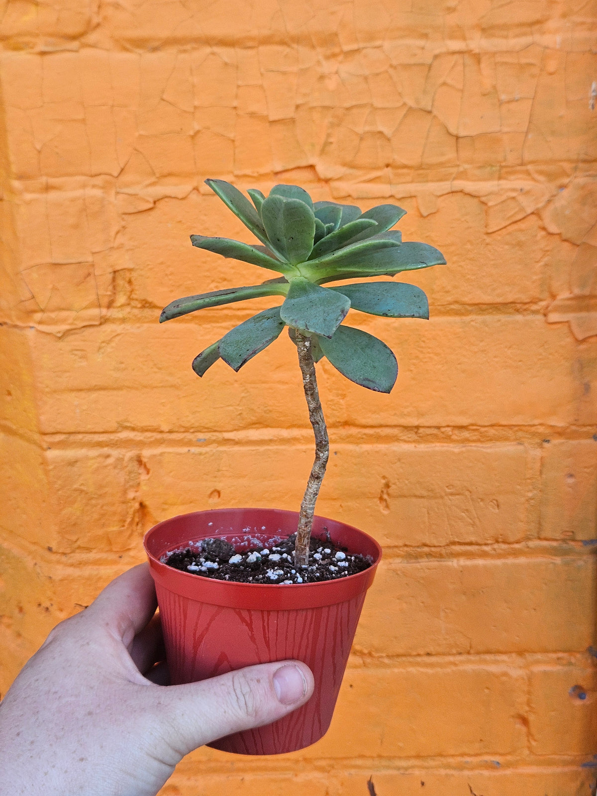 4" Aeonium haworthii (Copy)