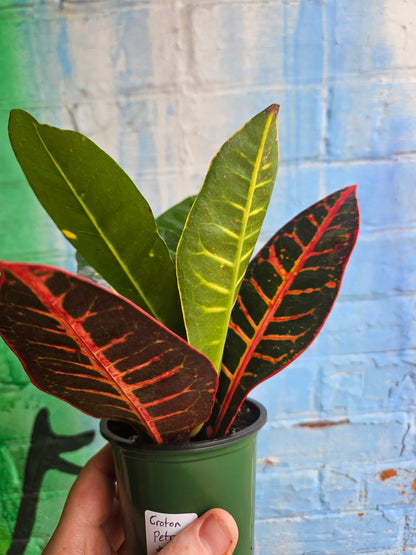 3.5" Croton Petra