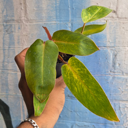 3.5” Philodendron Painted Lady (TAC)
