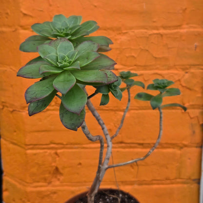 5" Aeonium haworthii