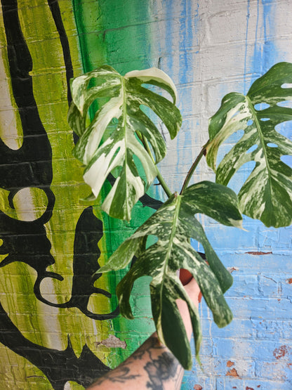 4" Monstera Deliciosa Albo