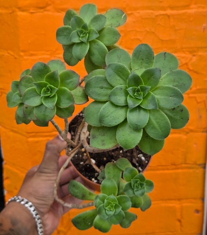 5" Aeonium haworthii