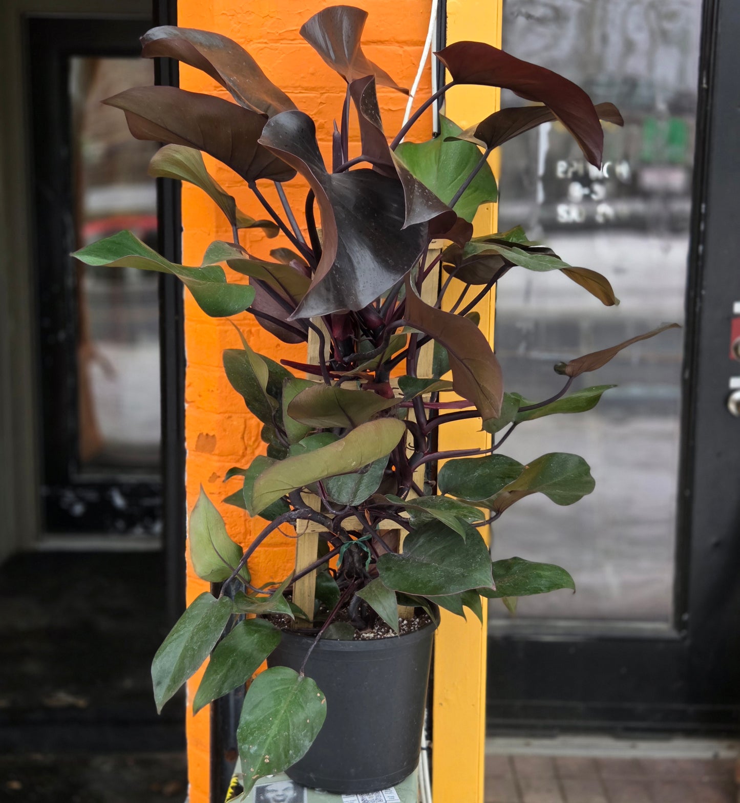 12” Philodendron New Red w/Trellis