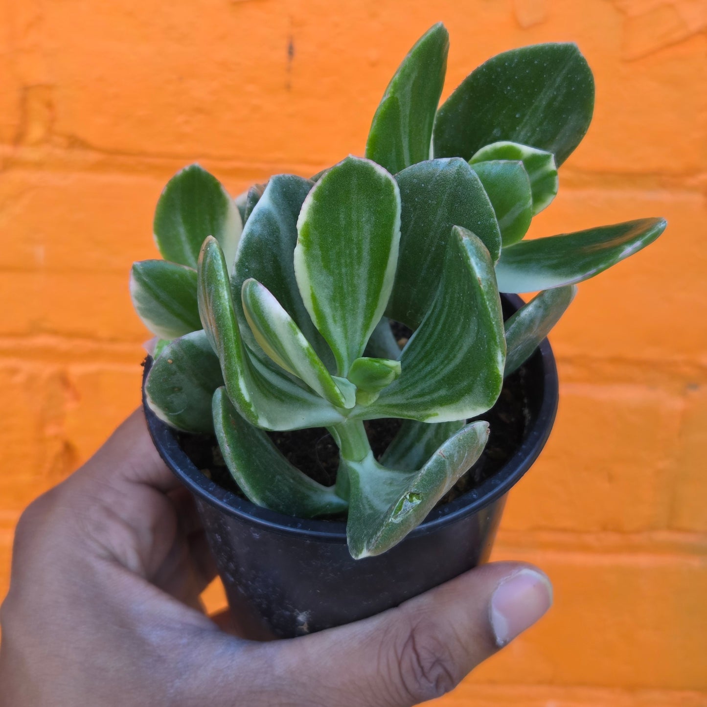 3.5" Variegated Jade | Crassula Ovata