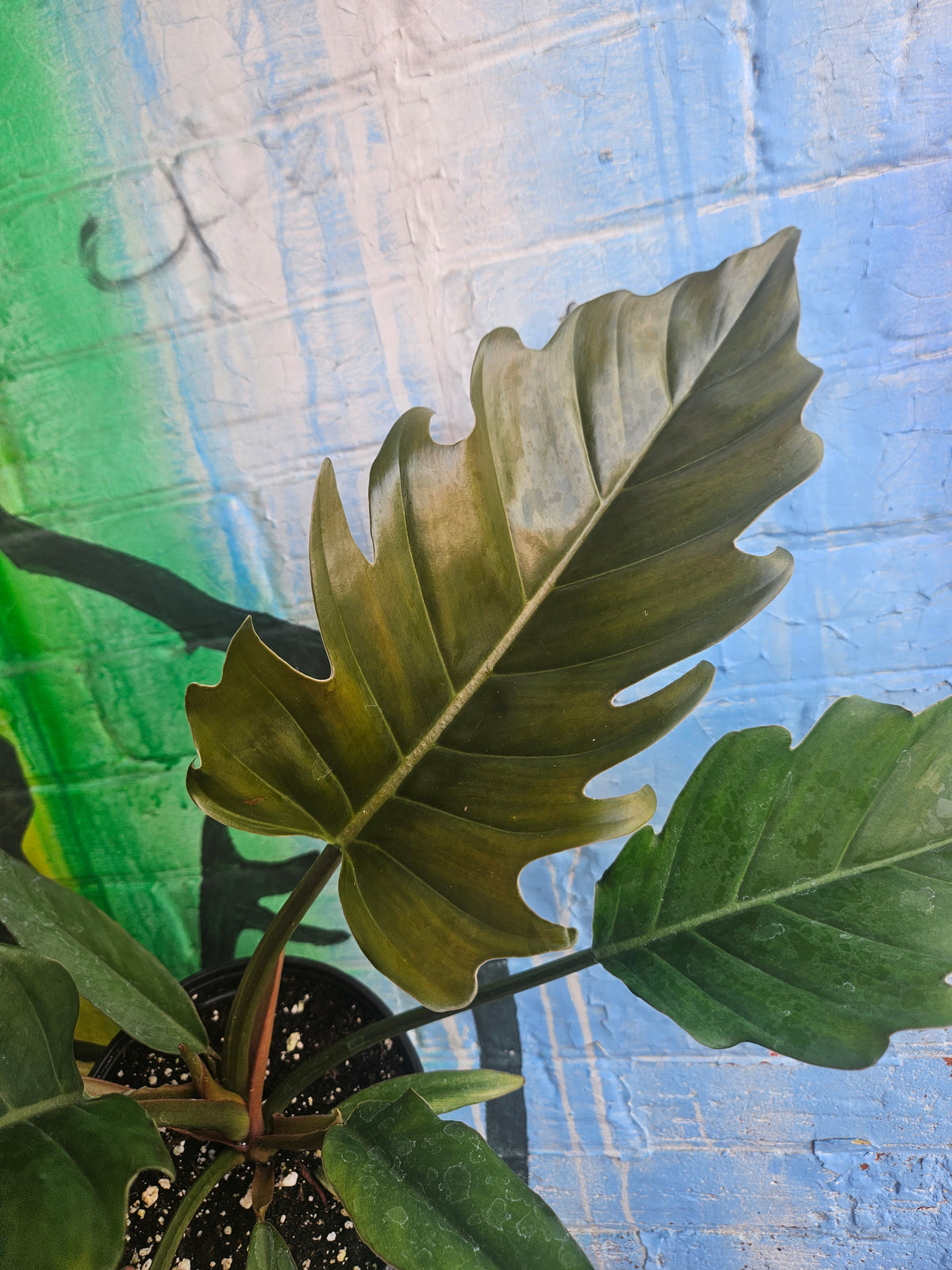6" Philodendron Caramel Pluto