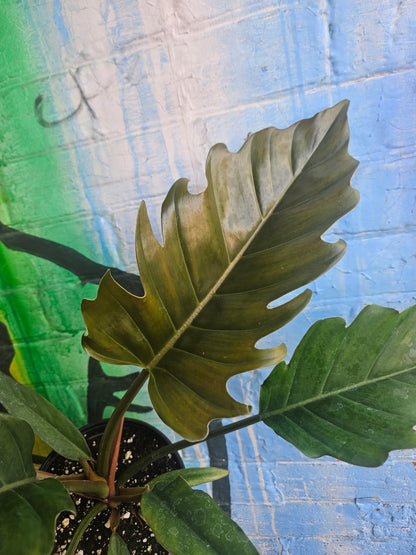 6" Philodendron Caramel Pluto