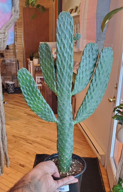 6" Cartoon Cactus | Consolea Rubescens