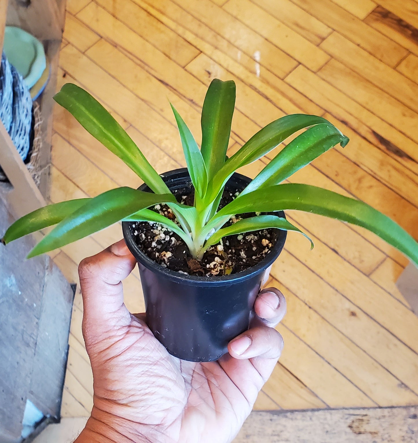 3.5" Spider Plant Green