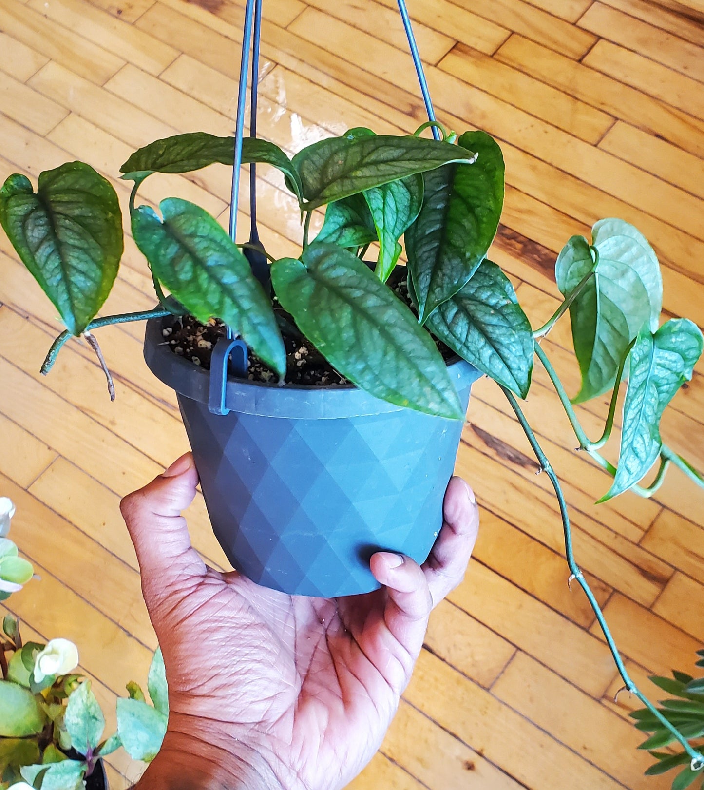 5" Monstera Siltepecana Hanging Basket