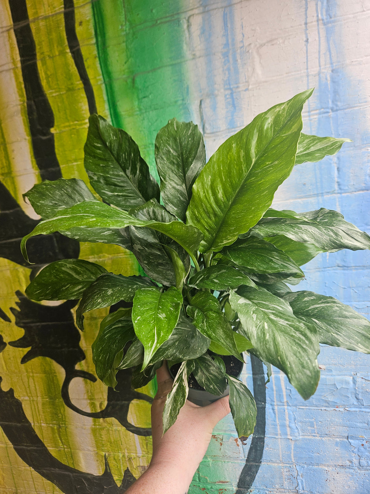 5" Spathiphyllum Domino