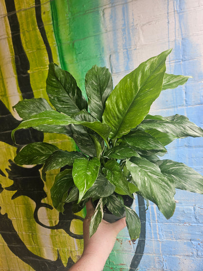 5" Spathiphyllum Domino