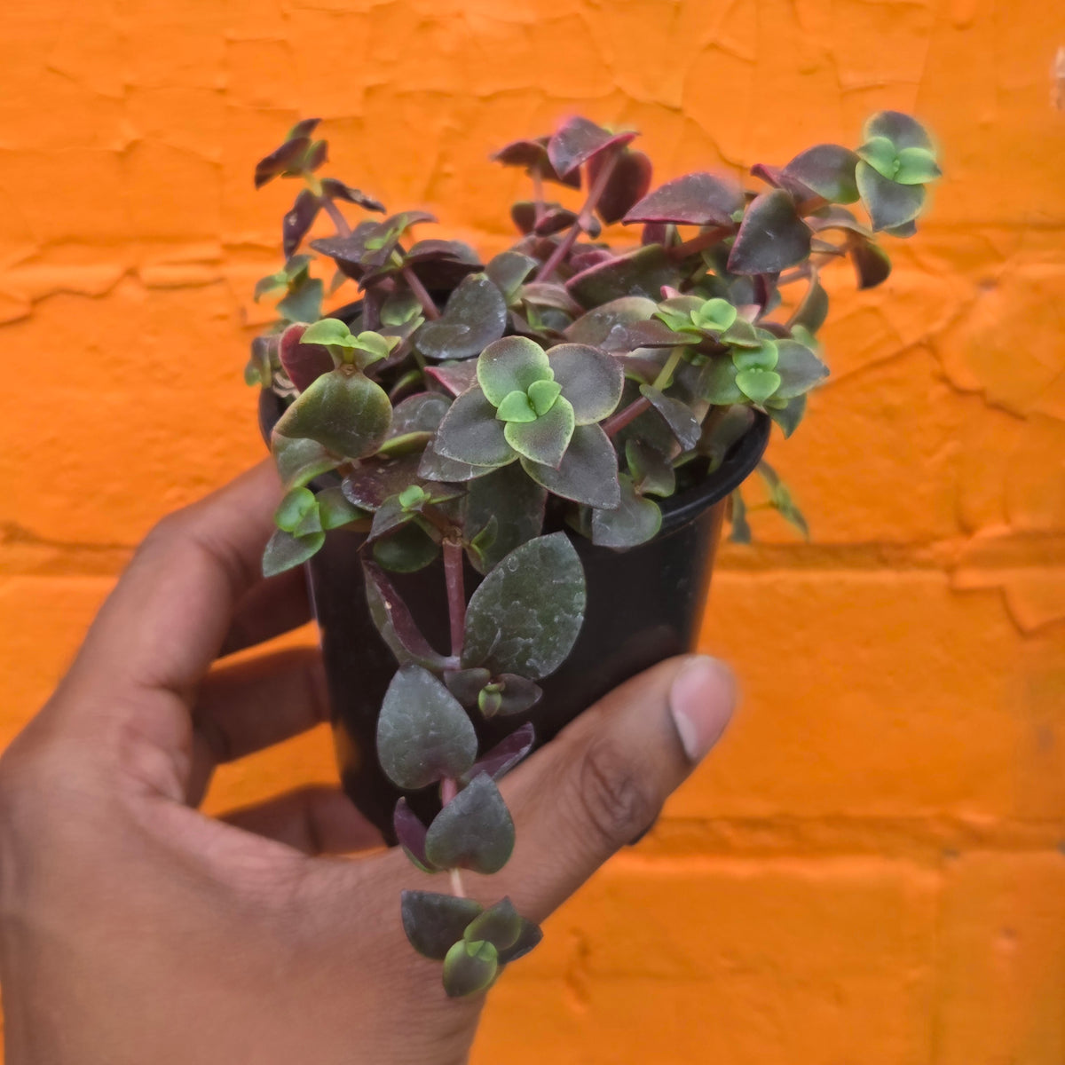 3.5" Crassula Calico Kitten