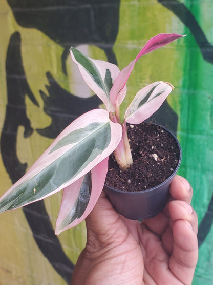 2.5” Stromanthe Triostar