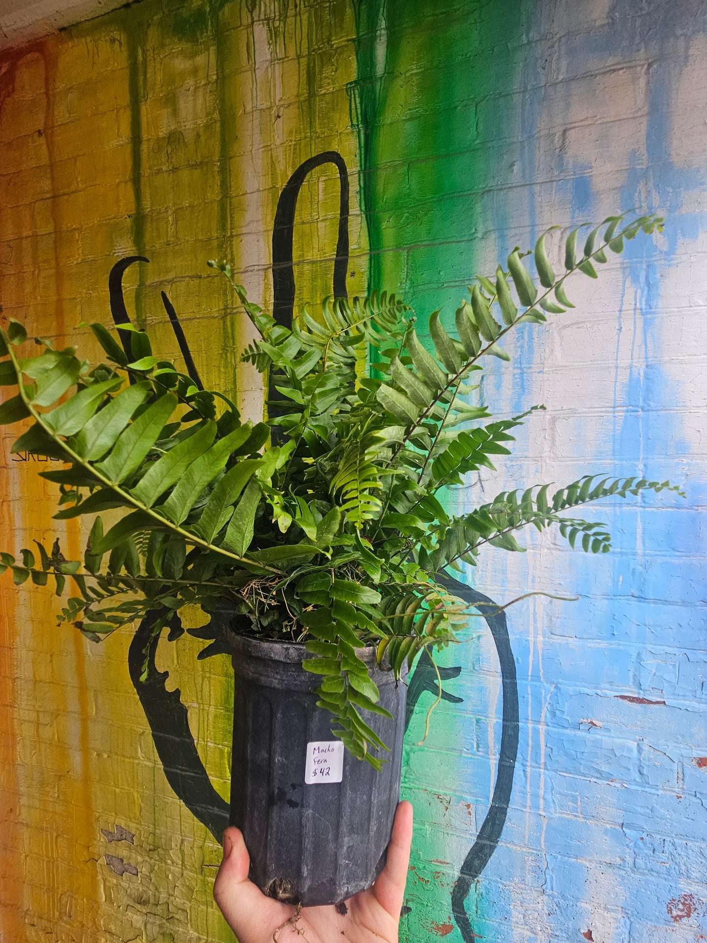 8" Macho Fern Nephrolepis biserrata